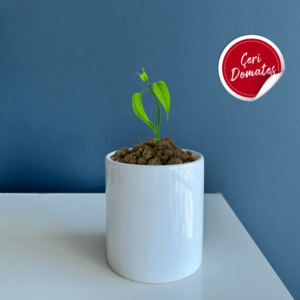 çeridomates seramik